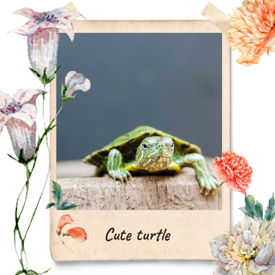  Flower Decoration Pet Photo Promotion Fashion Simple Style Polaroid Simulation Poster Ecommerce Product