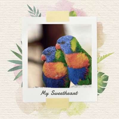 Simple Pet Polaroid Photos Ecommerce Product Image