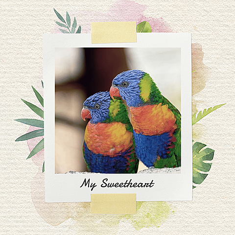 Simple Pet Polaroid Photos Ecommerce Product Image