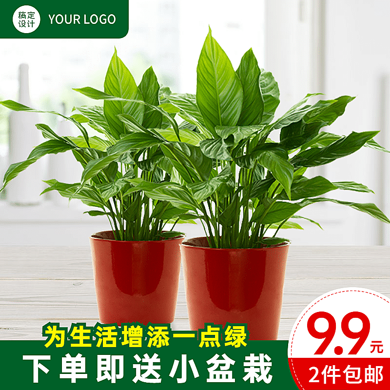 盆栽绿植直通车主图