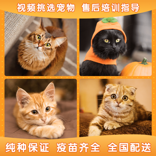 宠物售卖拼图直通车主图预览效果