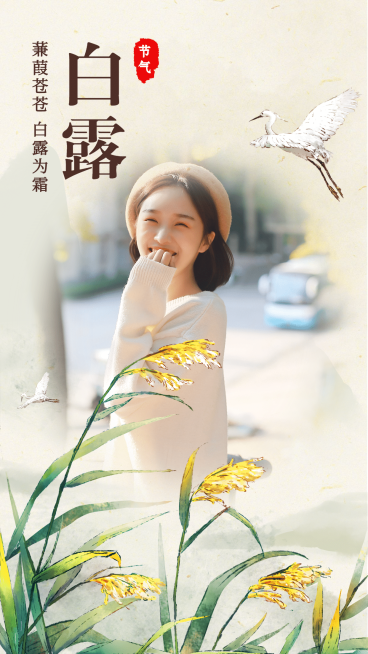 白露节气插画晒照暖心问候预览效果