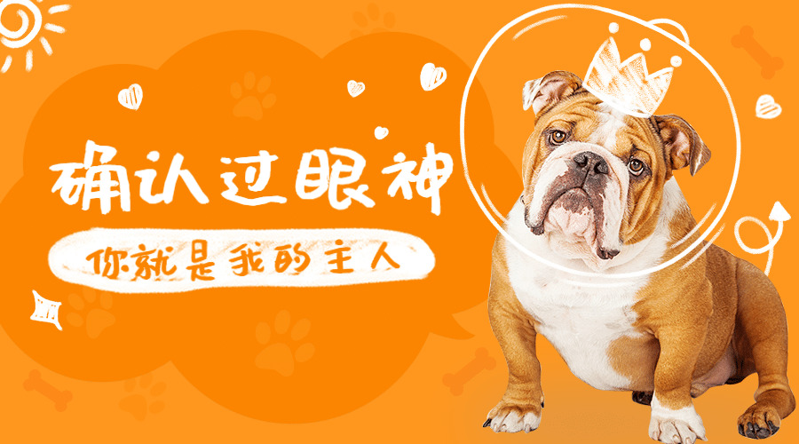 宠物服务实景实拍简约广告banner预览效果