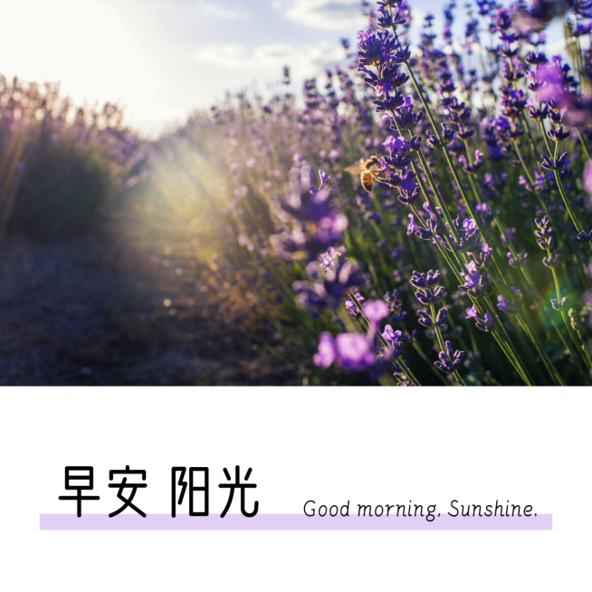 早安阳光风景唯美方形问候海报预览效果