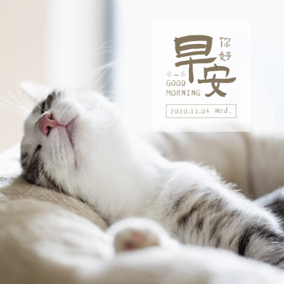 方形日签早安问候实景静物萌宠