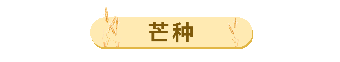 芒种节气标题框动态分割线预览效果