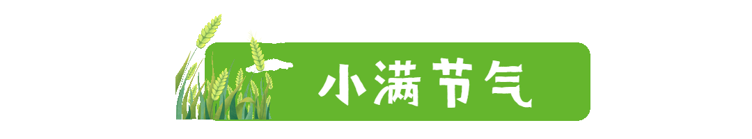 夏天小满节气动态分割线预览效果