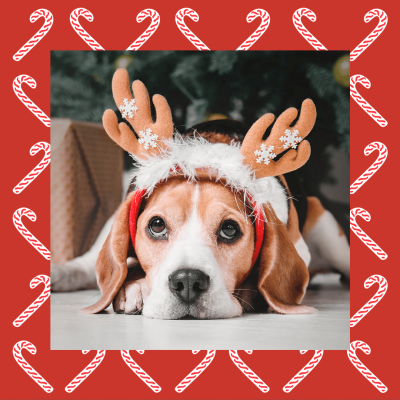Christmas Decoration Pet Puppy Instagram Post