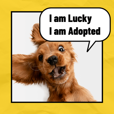 Simple Fashion Dog Adopt Instagram Post