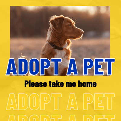 Simple Fashion Dog Adopt Outside Sunlight Scene Instagram Post