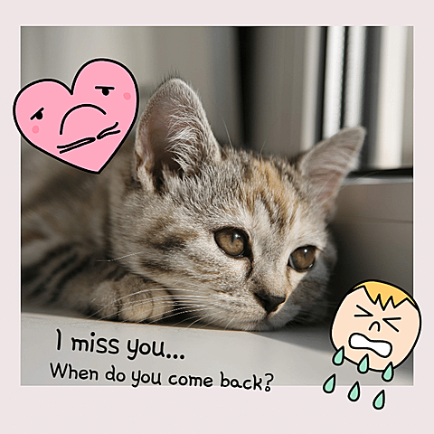 Cute Pet Mark Template