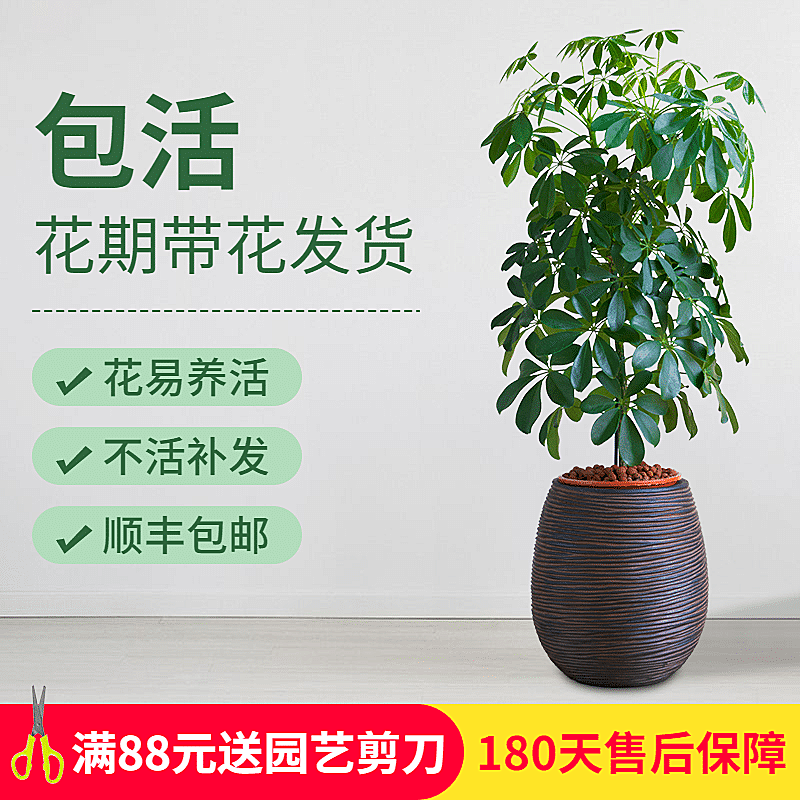 百货绿植花卉直通车主图