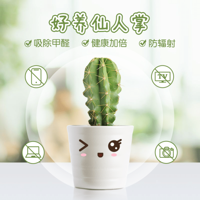 百货绿植仙人掌直通车主图预览效果