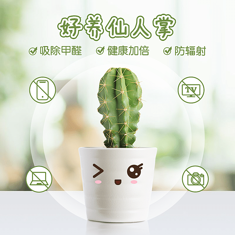 百货绿植仙人掌直通车主图