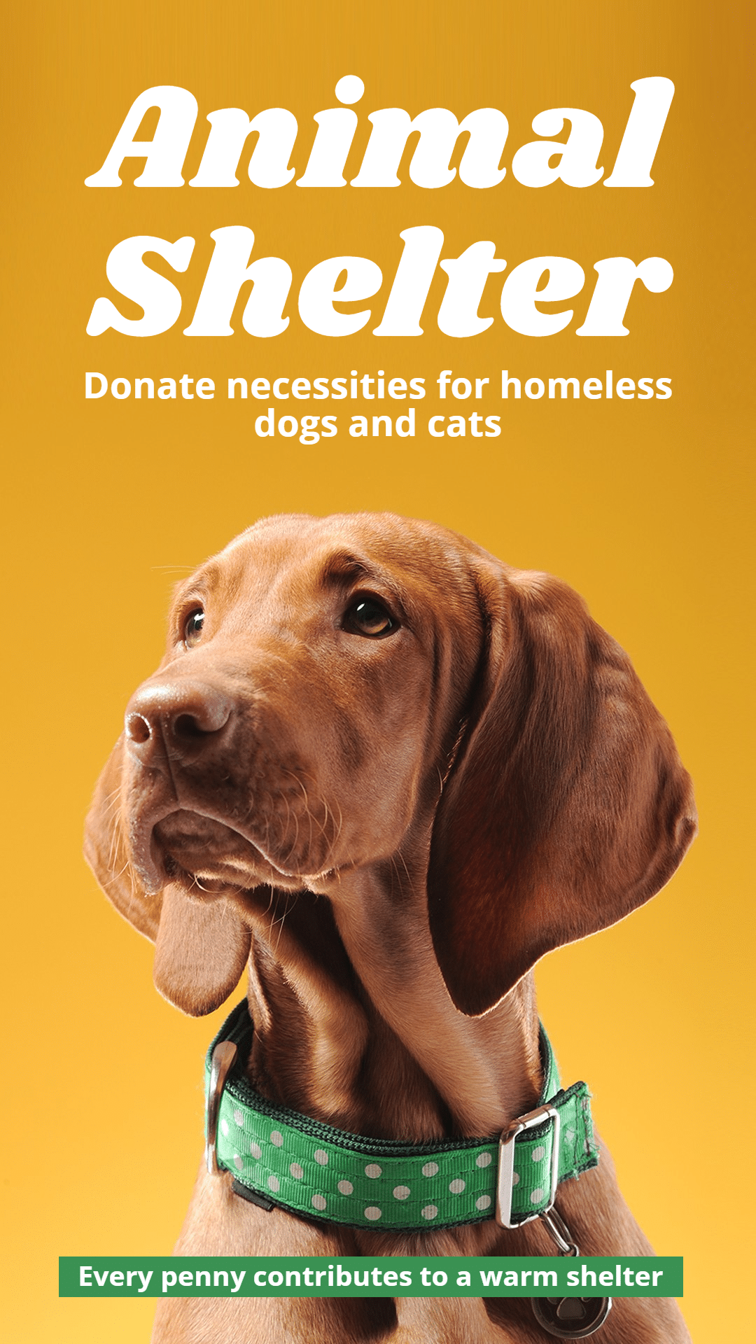 Simple Animal Shelter Donation Propaganda Ecommerce Story预览效果