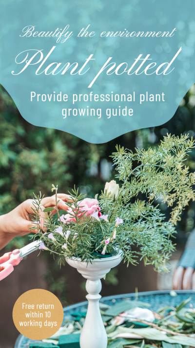 Fresh Plant Potted Dipslay Introduction Instagram Story