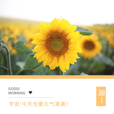 早安问候简约唯美方形海报