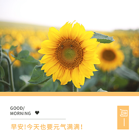 早安问候简约唯美方形海报