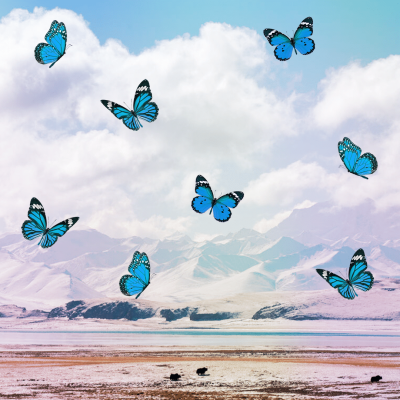 Creative Natural Scene Funny Matting Blue Butterflies Template Instagram Post