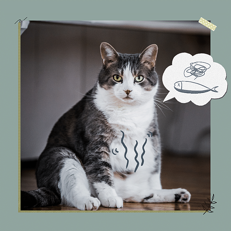 Cute Pet Mark Template