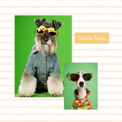Pet Clothing and Toys Ecommerce Product Image
