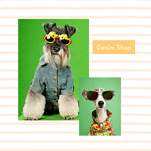 Pet Clothing and Toys Ecommerce Product Image