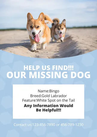 Searching Missing Pets Poster