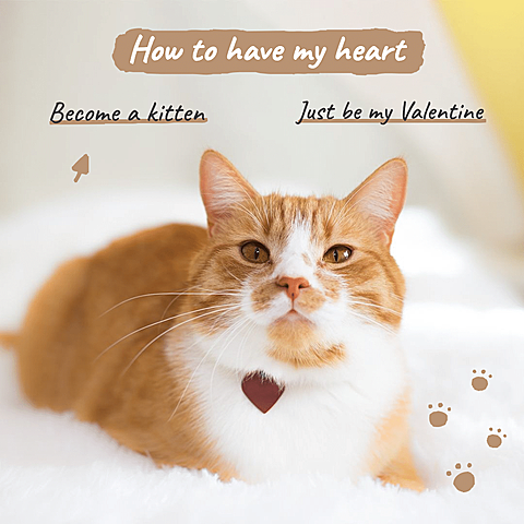 Cute Lover's Day Cat Slave Confession Ecommerce Product Image