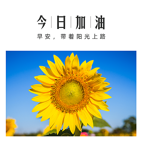 早安问候简约唯美方形海报