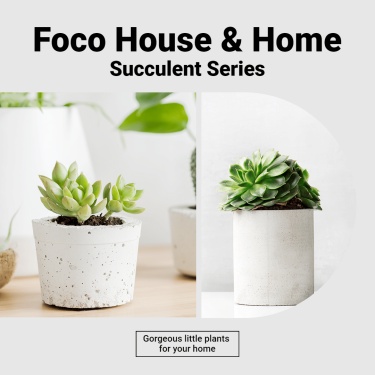 Literary Home Indoor Greent Plants Promo Ecommerce Product Image