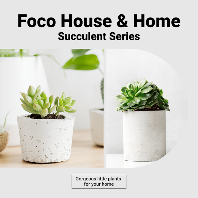 Literary Home Indoor Greent Plants Promo Ecommerce Product Image预览效果