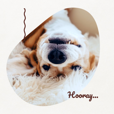 Pet Photo Products Promotion Fashion Simple Style Poster Ecommerce Product