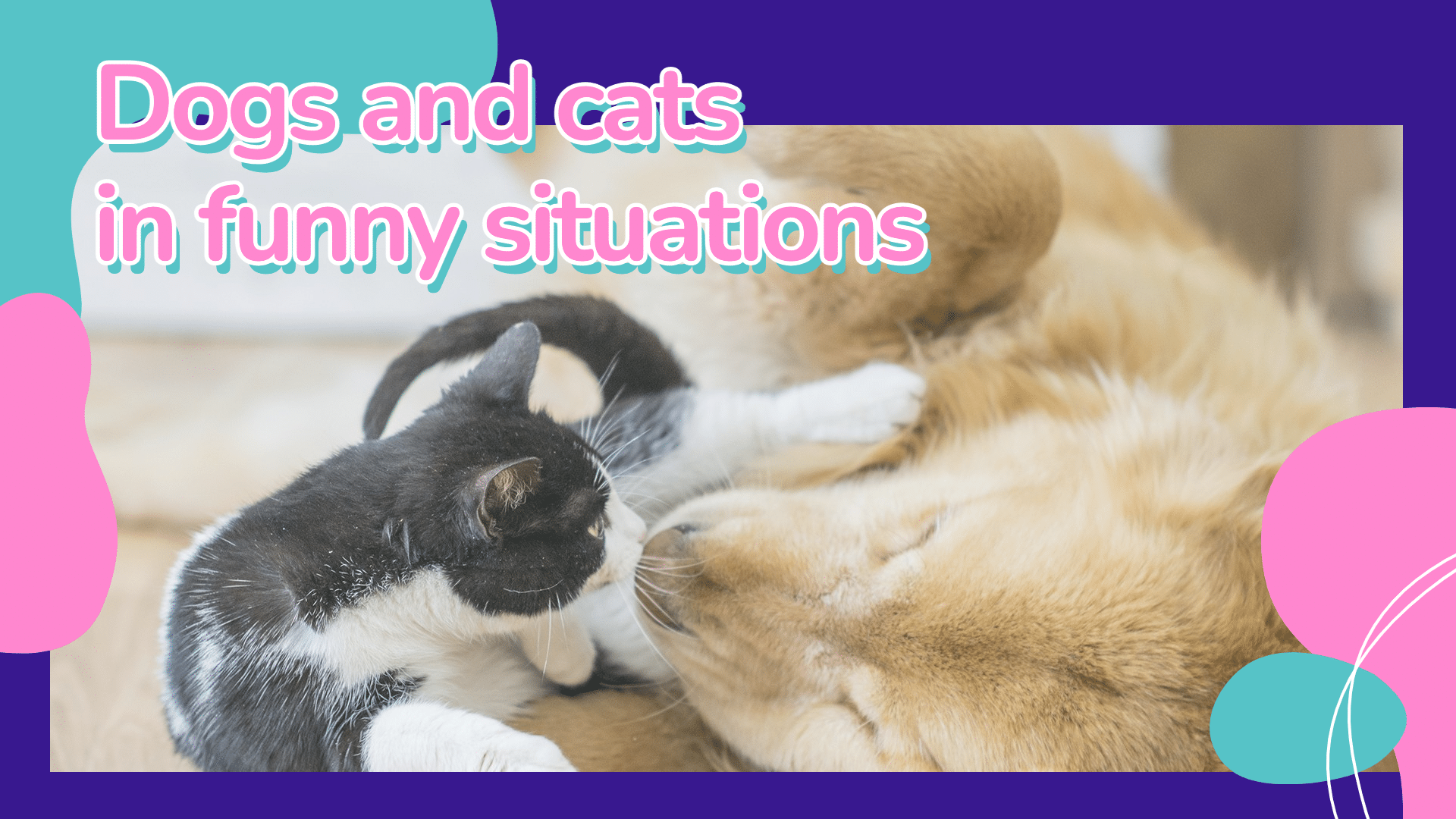 Funny Pets Cats and Dogs Blogger YouTube Thumbnail