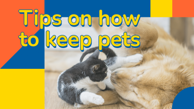 Creative Build Pet's Life YouTube Thumbnail