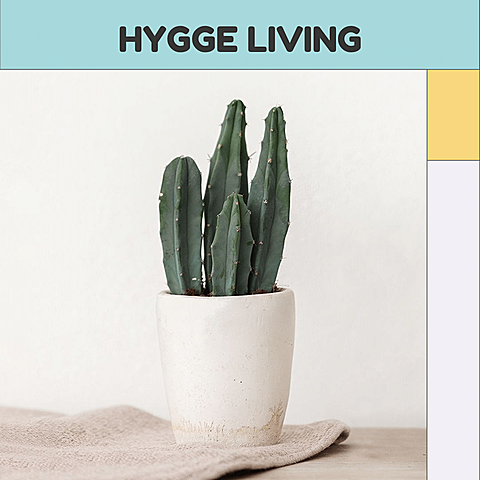 Potted Cactus Simple Home Decor Flower Pot Display Ecommerce Product Image