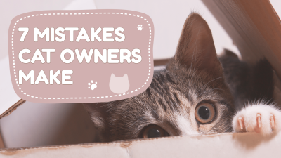 Simple Cute Cat Pet Vlogger Display YouTube Thumbnail