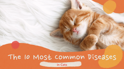 Creative Detailed Description Of Cat Disease Youtube Thumbnail