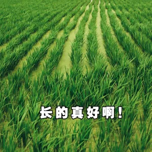 韭菜理财股票基金搞笑沙雕表情包
