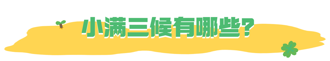 小满节气科普夏天鲜花动态分割线预览效果