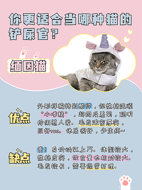 萌宠可爱知识科普小红书封面配图