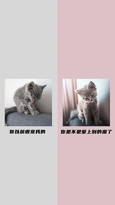 猫咪微信情侣分区聊天背景