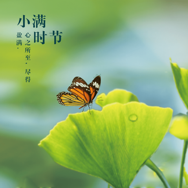 小满节气祝福问候夏季实景方形海报预览效果