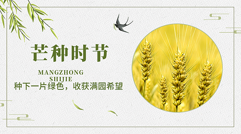 芒种节气祝福问候图框横版海报