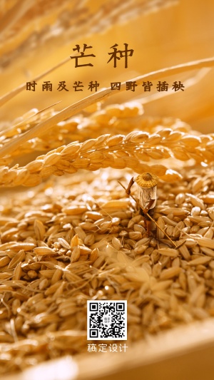 节气金句稻穗实景合成手机海报