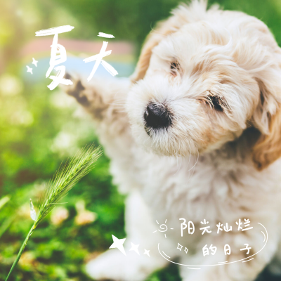 狗狗