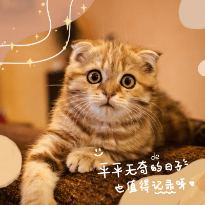 猫咪