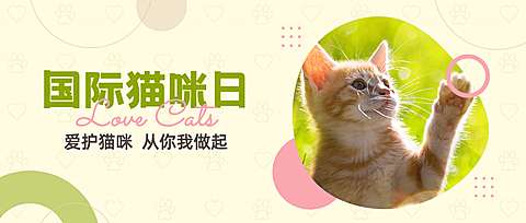 国际猫咪日关爱动物公益公宣传可爱实景众号首图