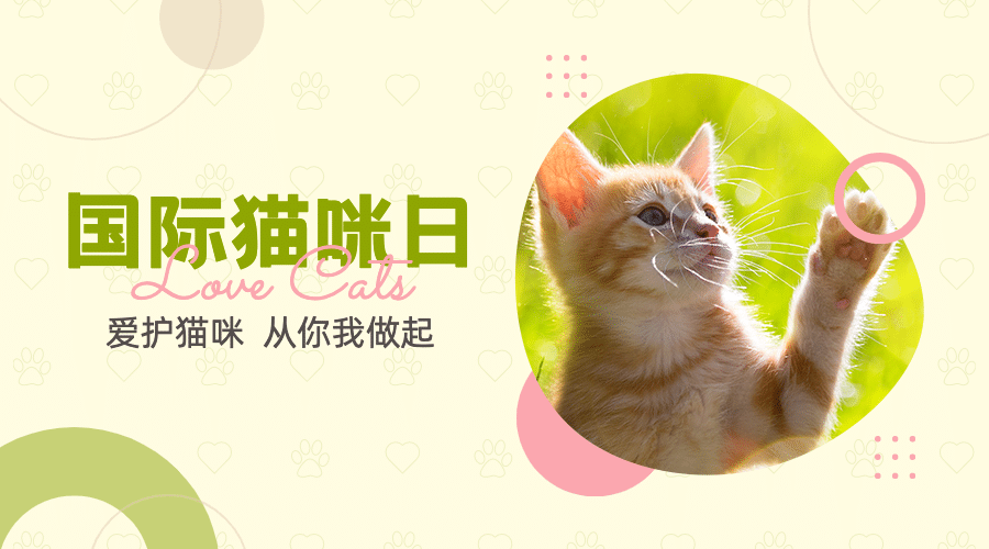 国际猫咪日关爱动物公益宣传可爱实景广告banner预览效果