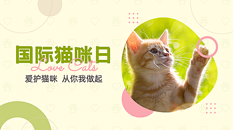 国际猫咪日关爱动物公益宣传可爱实景广告banner