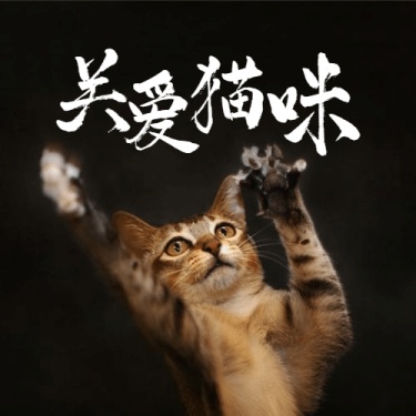 国际猫咪日关爱动物公益宣传实景公众号次图